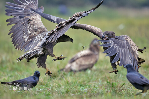 Aquila di mare dalla coda bianca