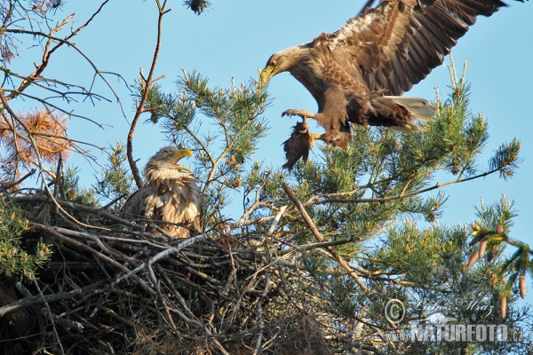 Aquila di mare dalla coda bianca