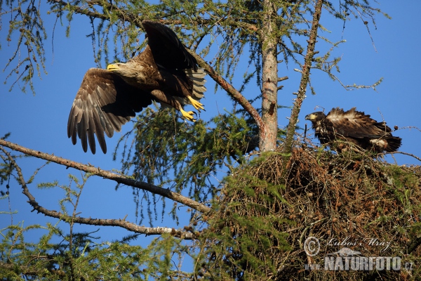 Aquila di mare dalla coda bianca