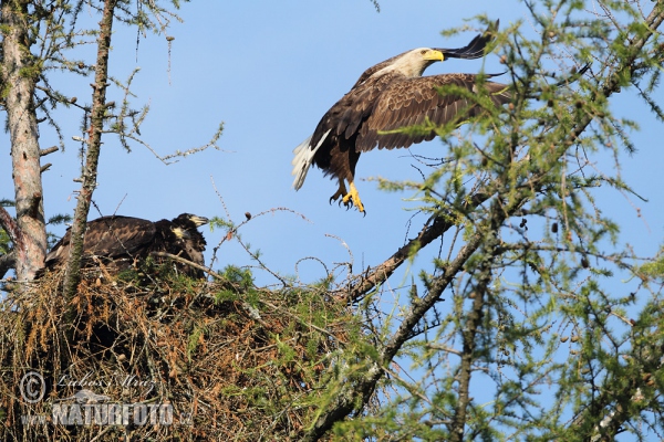 Aquila di mare dalla coda bianca