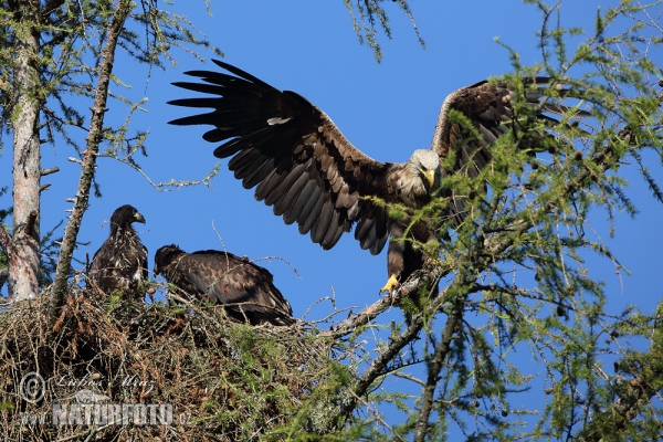 Aquila di mare dalla coda bianca