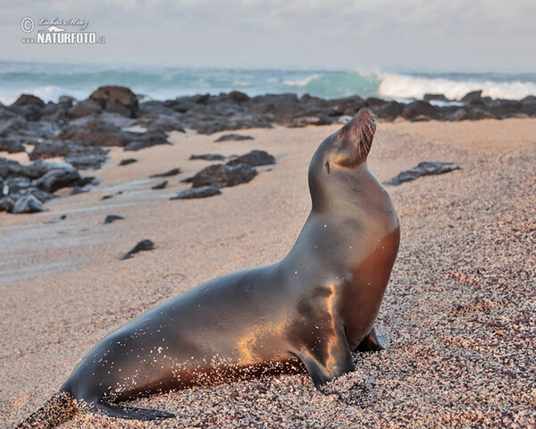 Arctocephalus galapagoensis