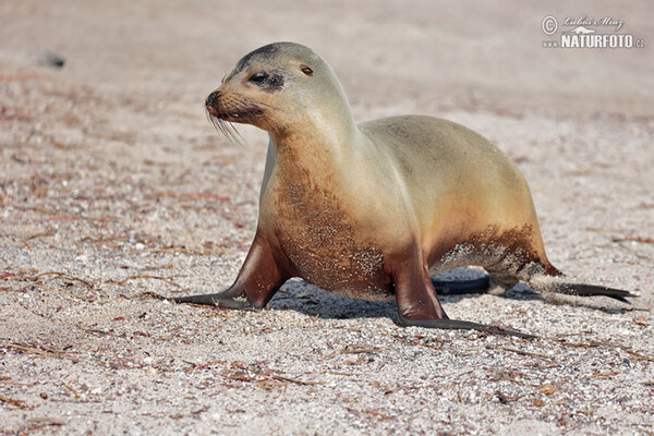 Arctocephalus galapagoensis