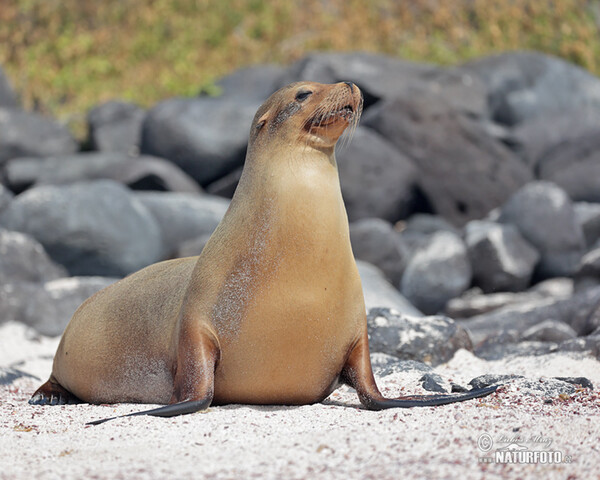 Arctocephalus galapagoensis