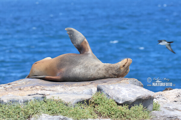 Arctocephalus galapagoensis