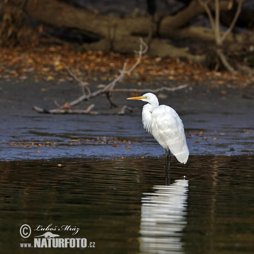 Ardea alba