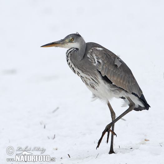 Ardea cinerea