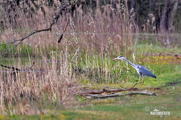 Ardea cinerea