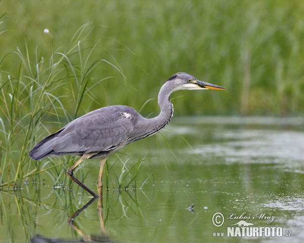 Ardea cinerea