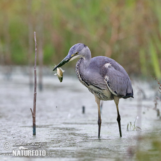 Ardea cinerea