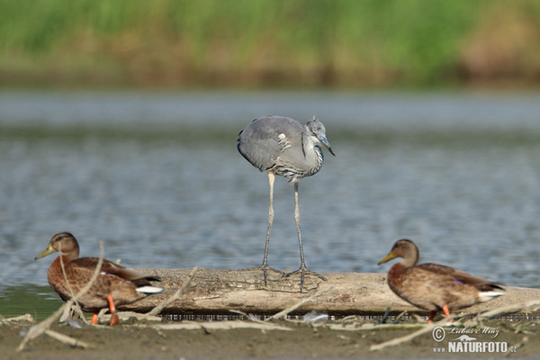 Ardea cinerea