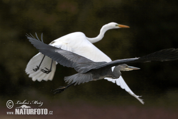 Ardea cinerea