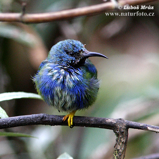 Azurnaschvogel