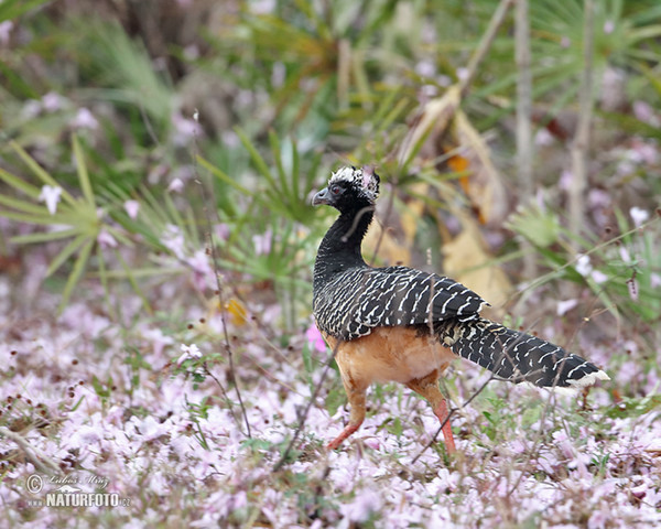 Bare-faced Curassow (Crax fasciolata)