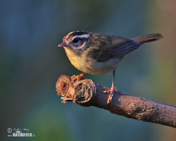 Basileuterus tristriatus