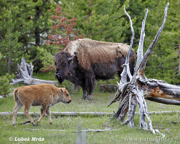 Bison bison