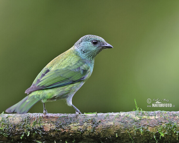 Black-capped Tanager (Stilpnia heinei)