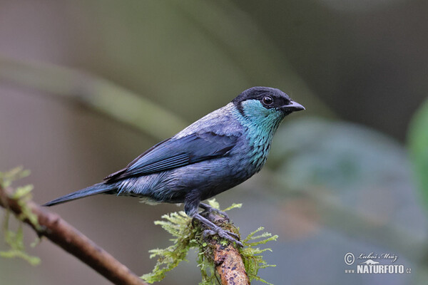 Black-capped Tanager (Stilpnia heinei)