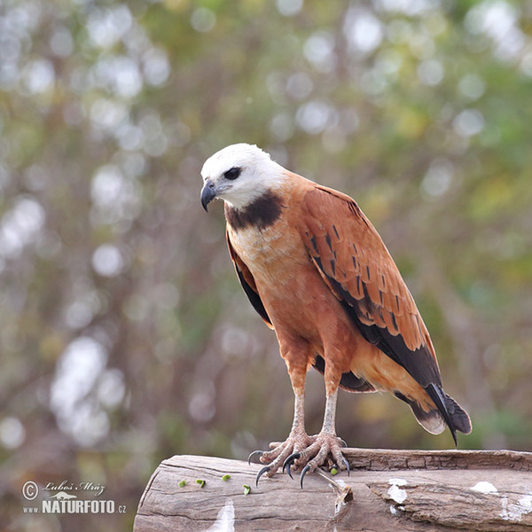 Black-collared Hawk (Busarellus nigricollis)