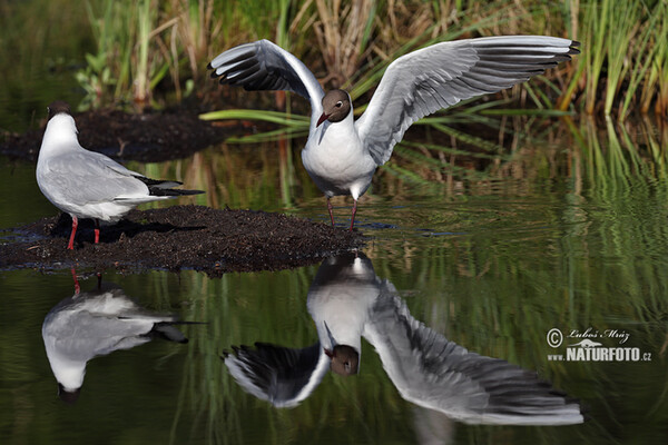 Black-headed Gull (Chroicocephalus ridibundus)