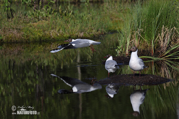 Black-headed Gull (Chroicocephalus ridibundus)