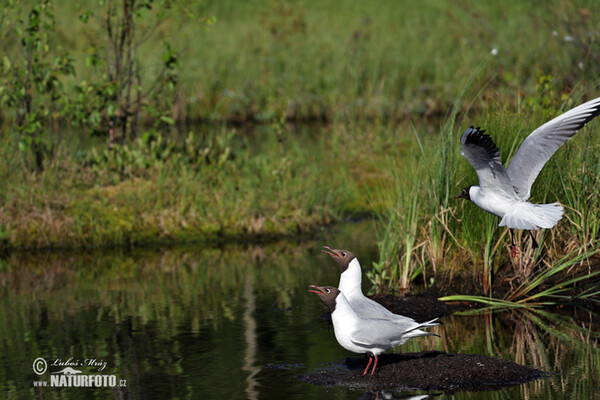 Black-headed Gull (Chroicocephalus ridibundus)