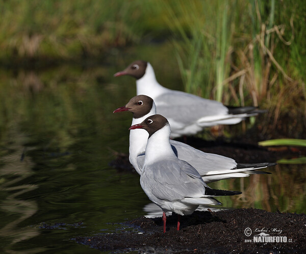 Black-headed Gull (Chroicocephalus ridibundus)