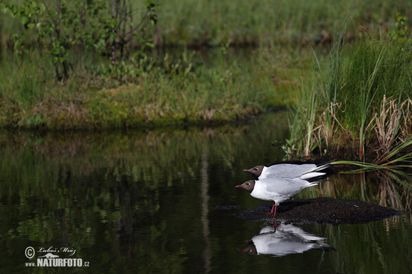 Black-headed Gull (Chroicocephalus ridibundus)