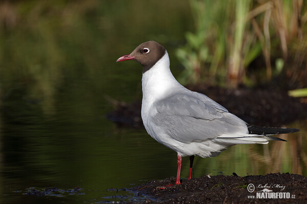 Black-headed Gull (Chroicocephalus ridibundus)