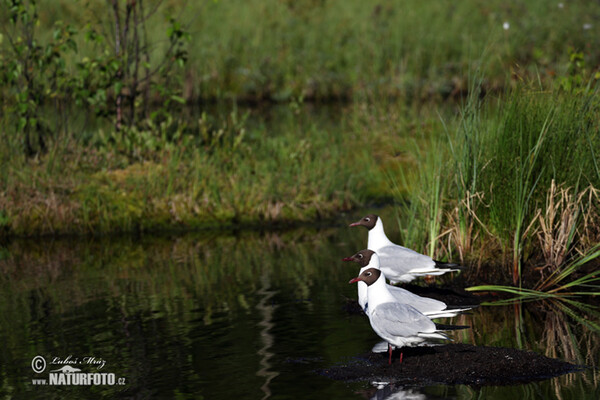 Black-headed Gull (Chroicocephalus ridibundus)