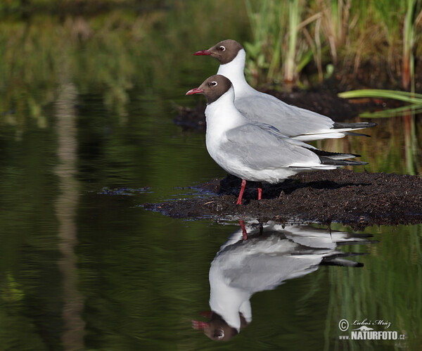 Black-headed Gull (Chroicocephalus ridibundus)