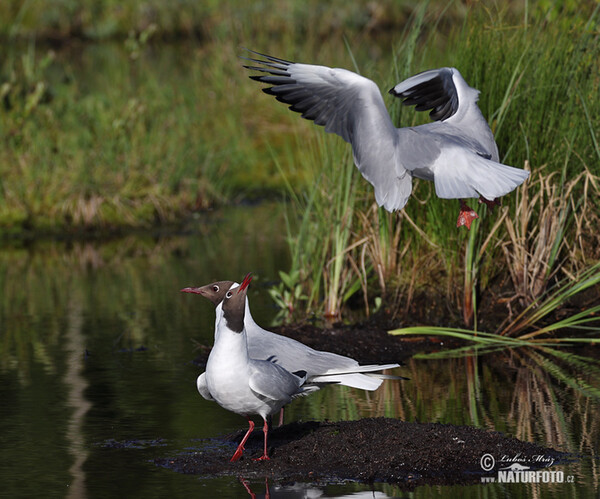 Black-headed Gull (Chroicocephalus ridibundus)