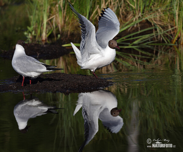 Black-headed Gull (Chroicocephalus ridibundus)