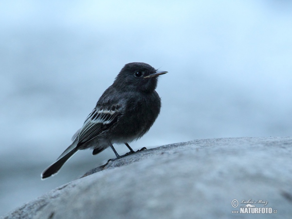 Black Phoebe (Sayornis nigricans)