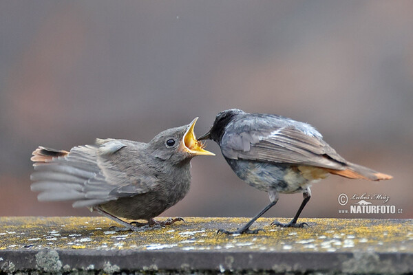 Black Redstart (Phoenicurus ochruros)