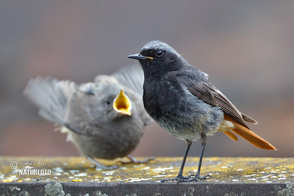 Black Redstart (Phoenicurus ochruros)