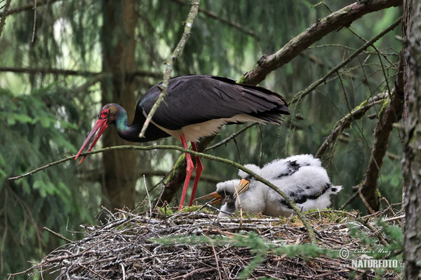 Black Stork (Ciconia nigra)