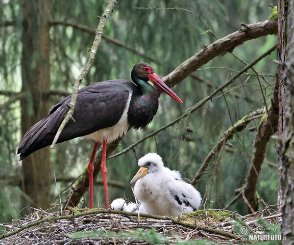 Black Stork (Ciconia nigra)