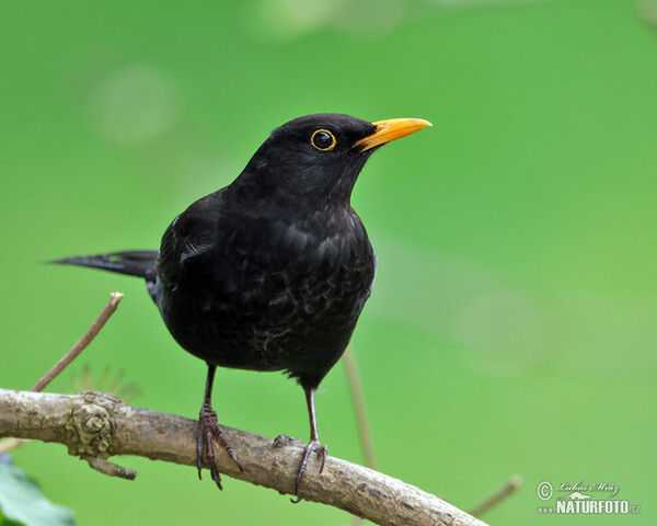 Blackbird (Turdus merula)