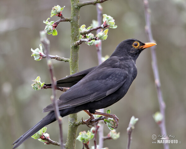 Blackbird (Turdus merula)