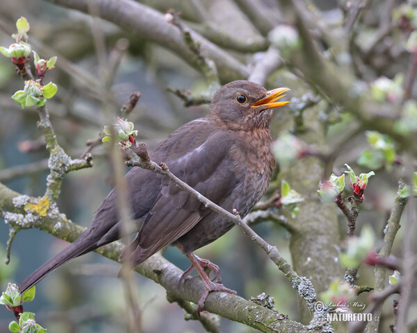 Blackbird (Turdus merula)