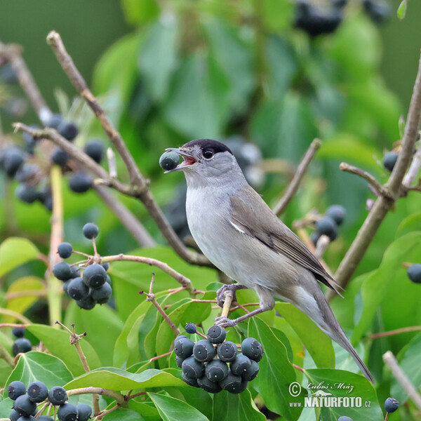 Blackcap (Sylvia atricapilla)