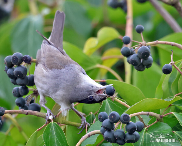 Blackcap (Sylvia atricapilla)