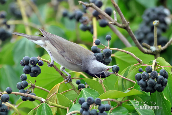 Blackcap (Sylvia atricapilla)