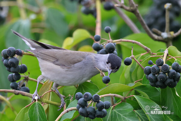 Blackcap (Sylvia atricapilla)