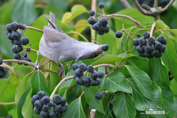 Blackcap (Sylvia atricapilla)