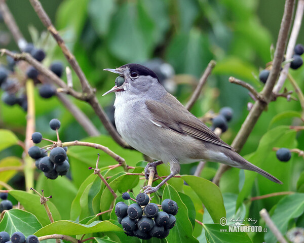 Blackcap (Sylvia atricapilla)