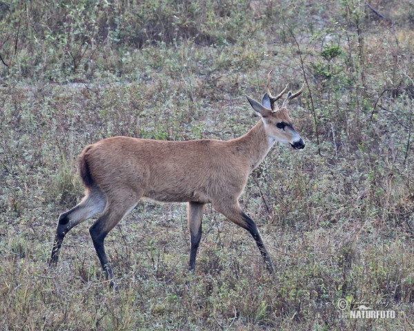 Blastocerus dichotomus