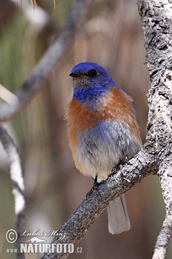 Blaukehl-Hüttensänger