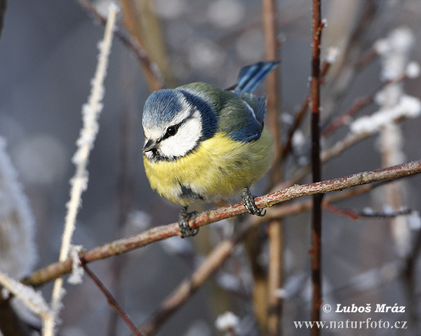 Blaumeise